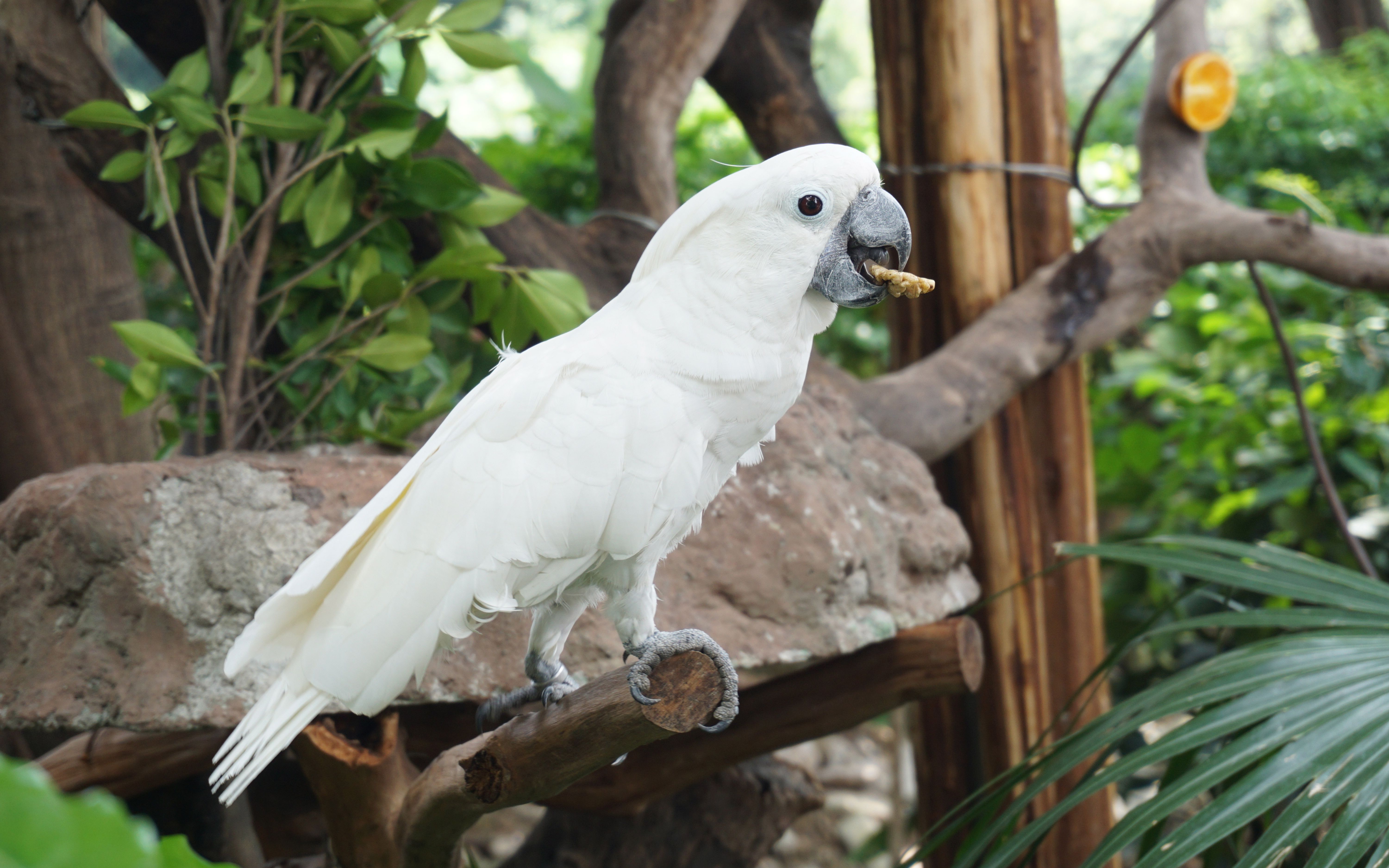 来飞鸟乐园看鹦鹉拉!