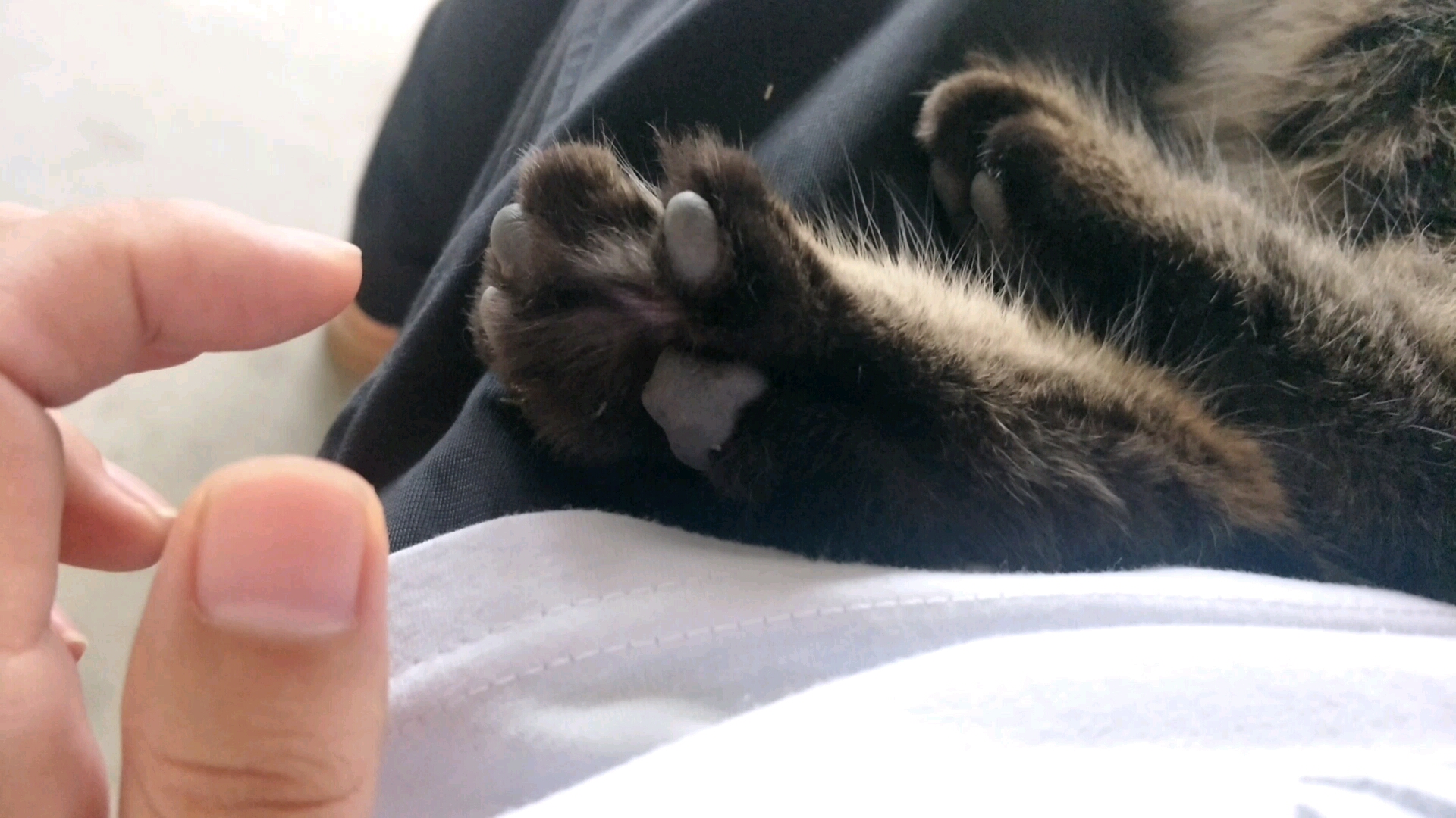 活动作品虎子日常狸花猫的小爪爪