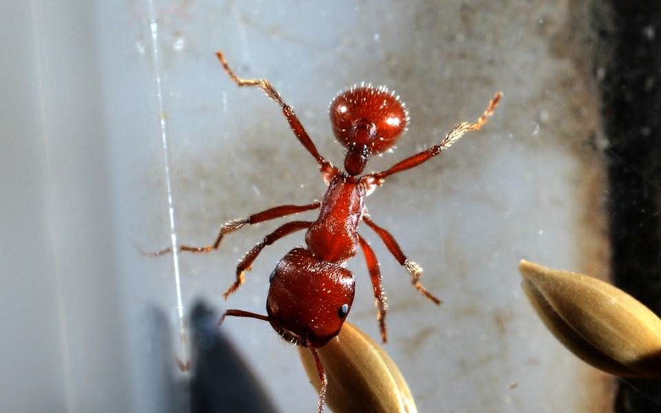 蠢萌的红胡须蚁巴巴特斯石竹日常搬种子和喂食