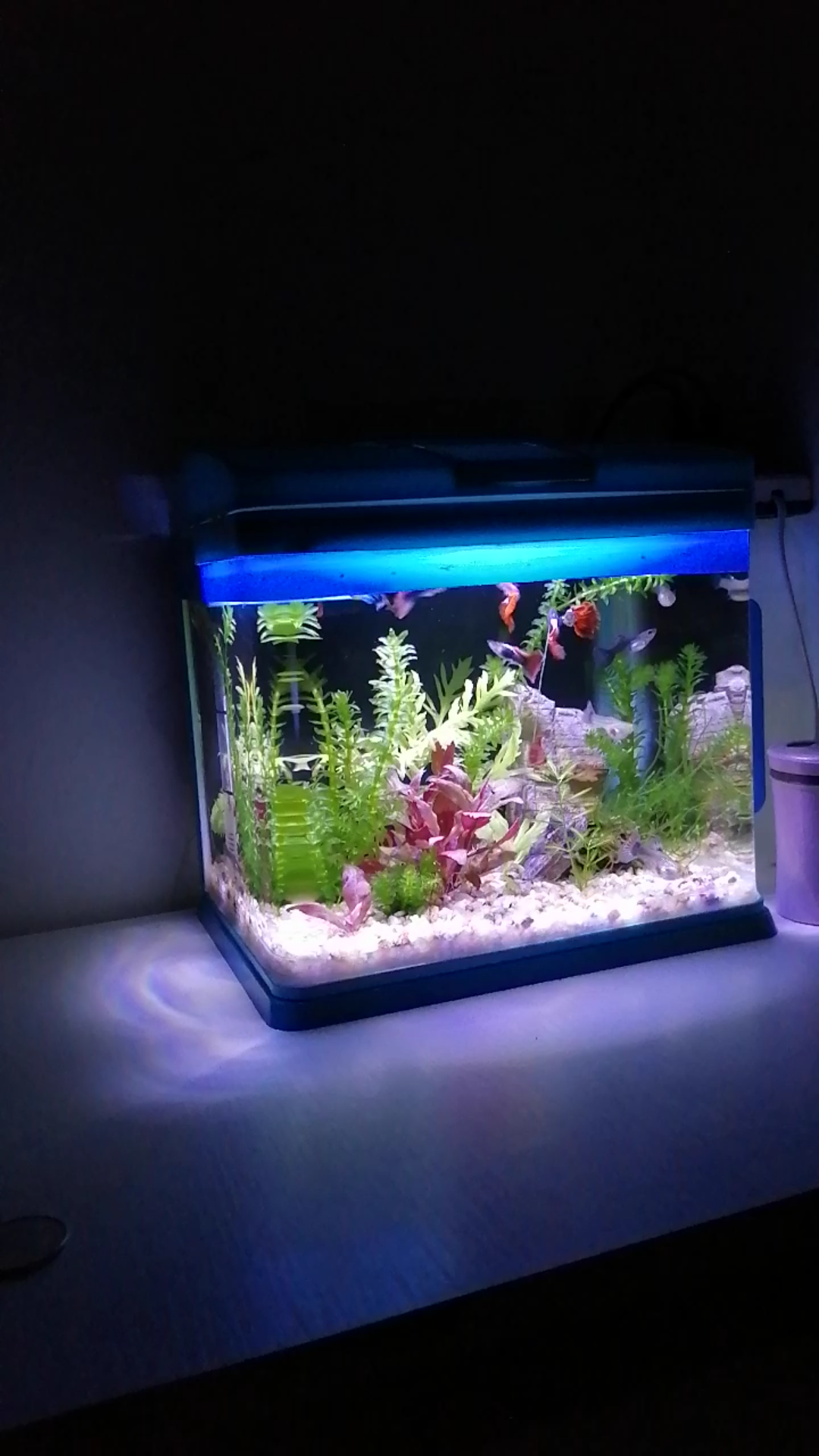 262025厘米水族箱造景