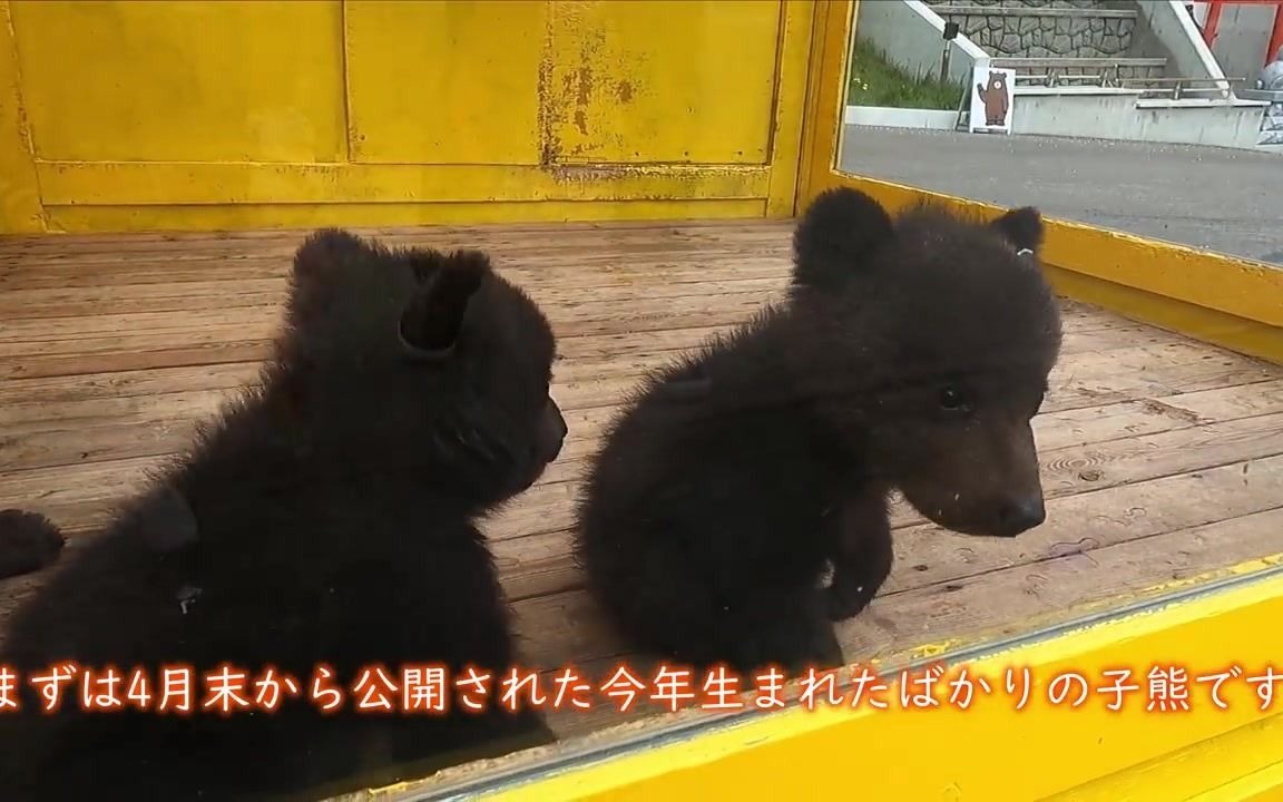 【北海道棕熊】参观熊牧场哔哩哔哩bilibili