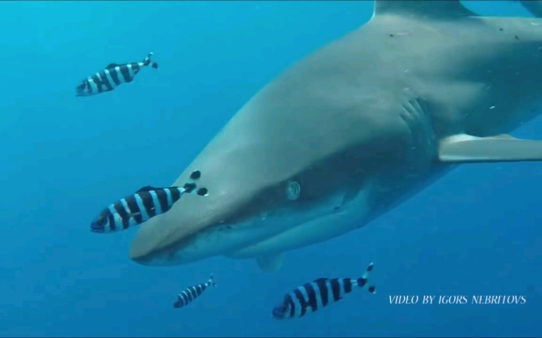 【转载】对潜水员产生浓厚兴趣的长鳍真鲨Carcharhinus longimanus哔哩哔哩bilibili