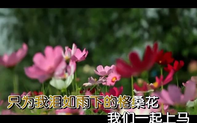 我的格桑花哔哩哔哩bilibili