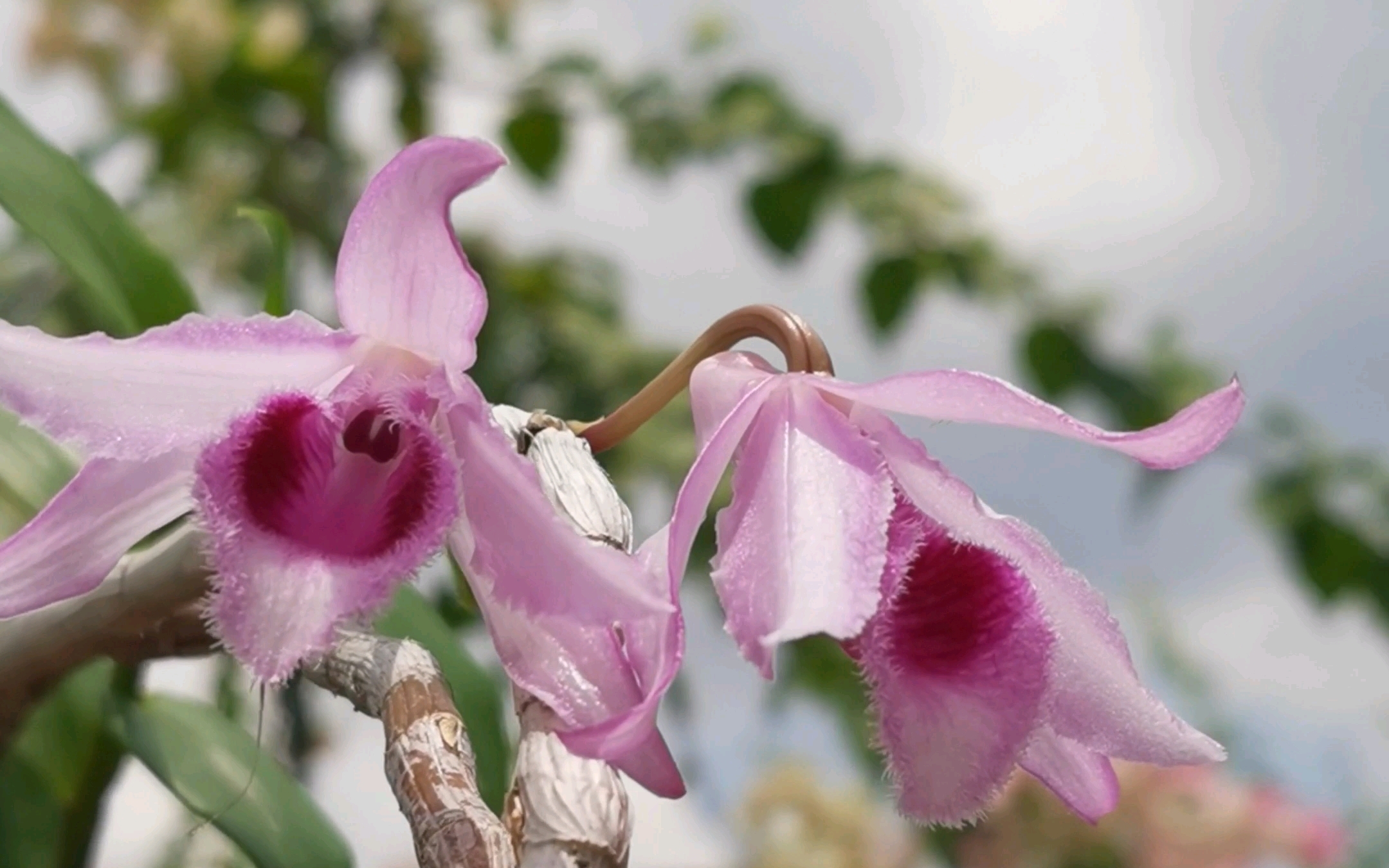 广西檀(檀香石斛)