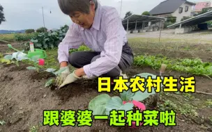 Download Video: 日本农村生活：跟婆婆挑菜苗，菜地种满各种菜，整个冬天不愁吃了