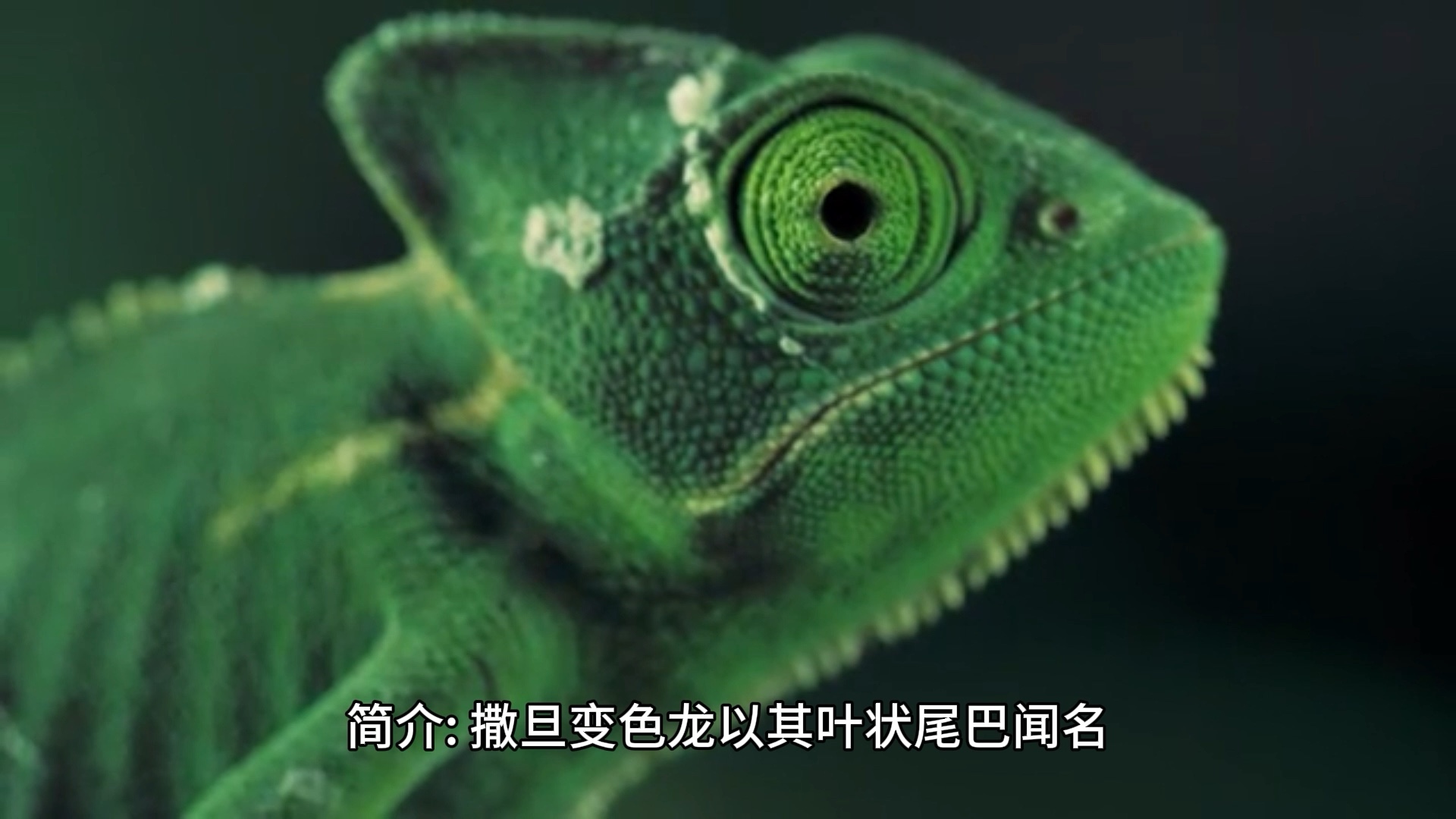 动物世界十大未知动物