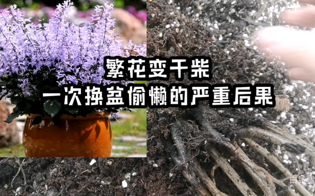 [图]收到花儿换盆没注意一个细节，一个月后收获干柴一把