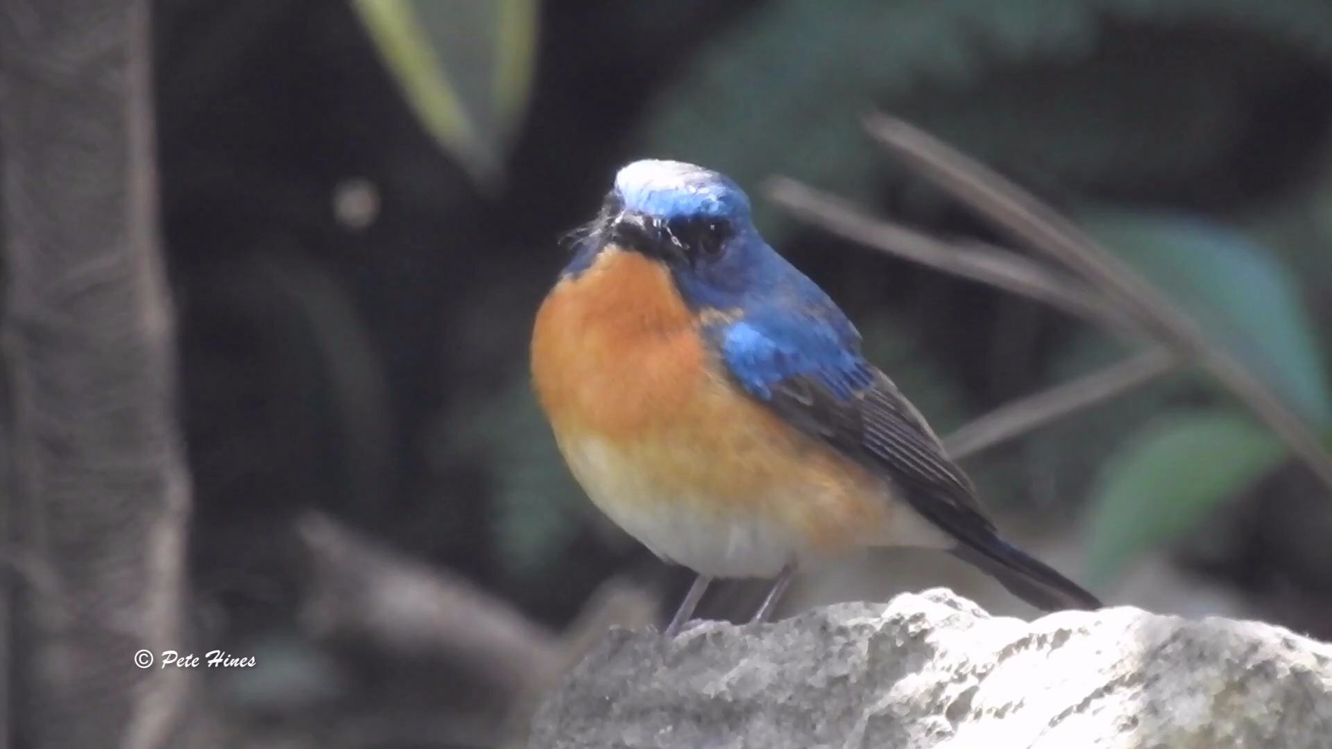 【观鸟】山蓝仙鹟(Cyornis banyumas)哔哩哔哩bilibili