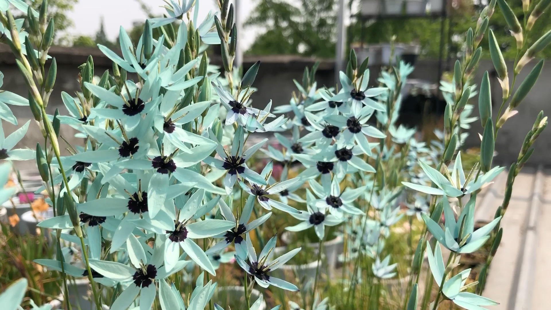 美丽的虚幻的绿松石鸢尾花,微风中摇曳