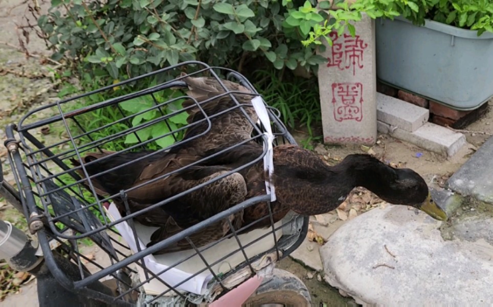 [图]归园风物: 三伏天至，挑一只幸运鸭进行夏季滋补！