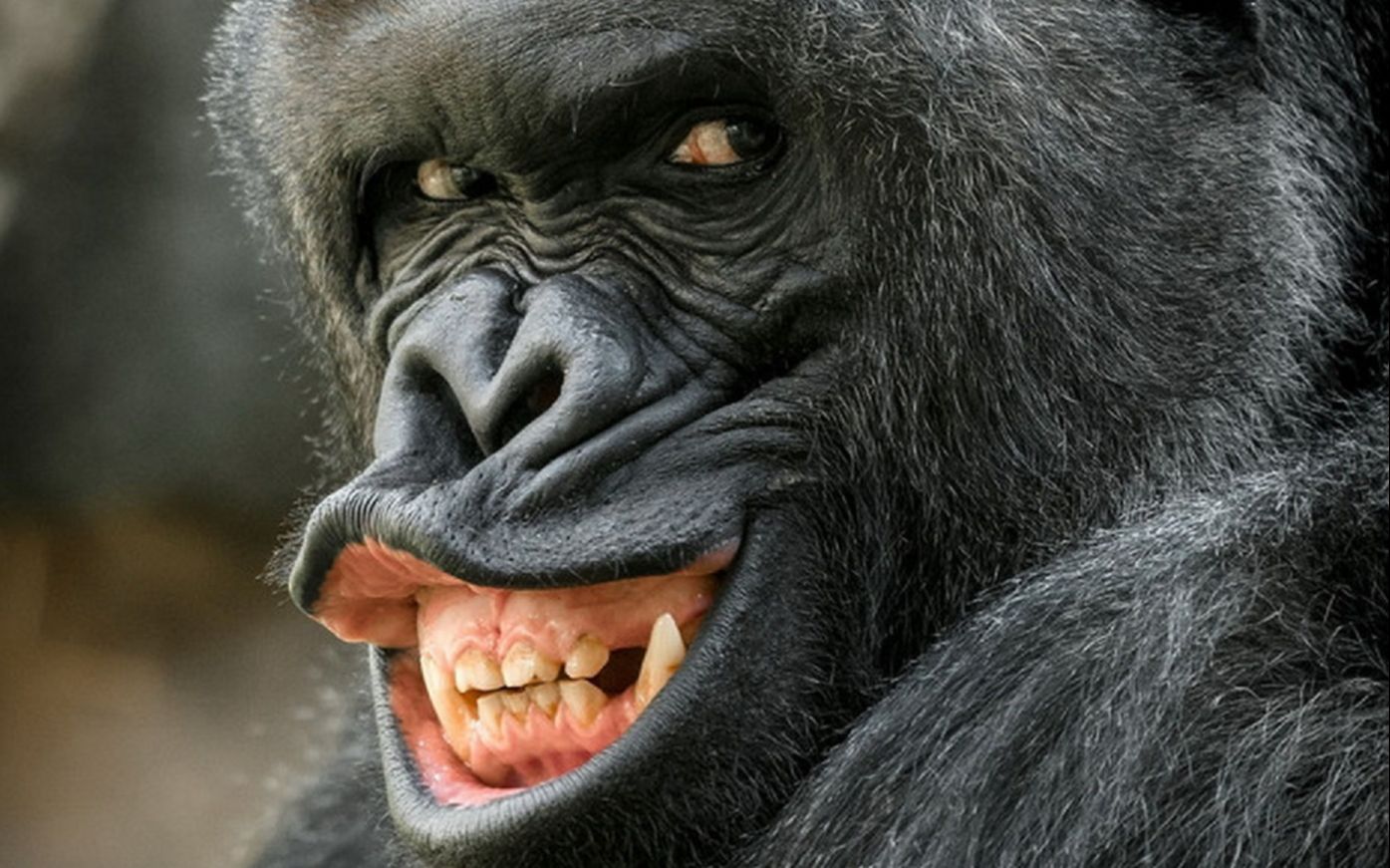 三霸王龙大战狒狒王,迷失岛boss