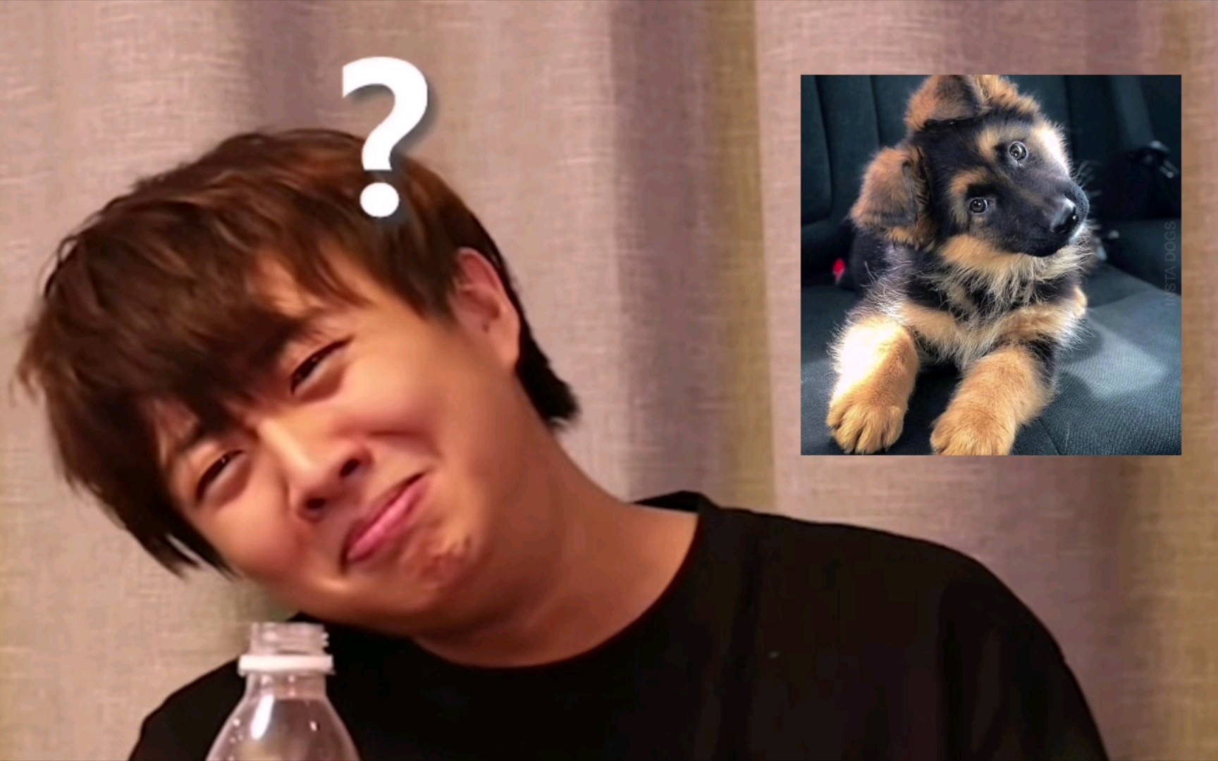 【小潮院长】小狗歪头杀_哔哩哔哩_bilibili