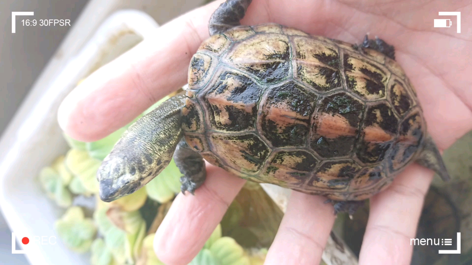 墨化过程中的变异草龟_哔哩哔哩_bilibili