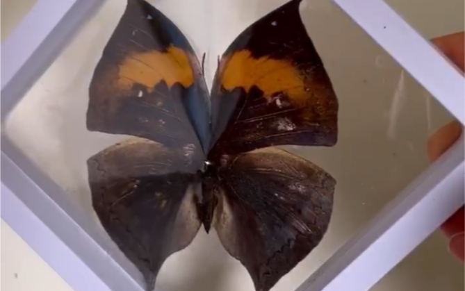 枯叶蝶标本～没有翻车呢