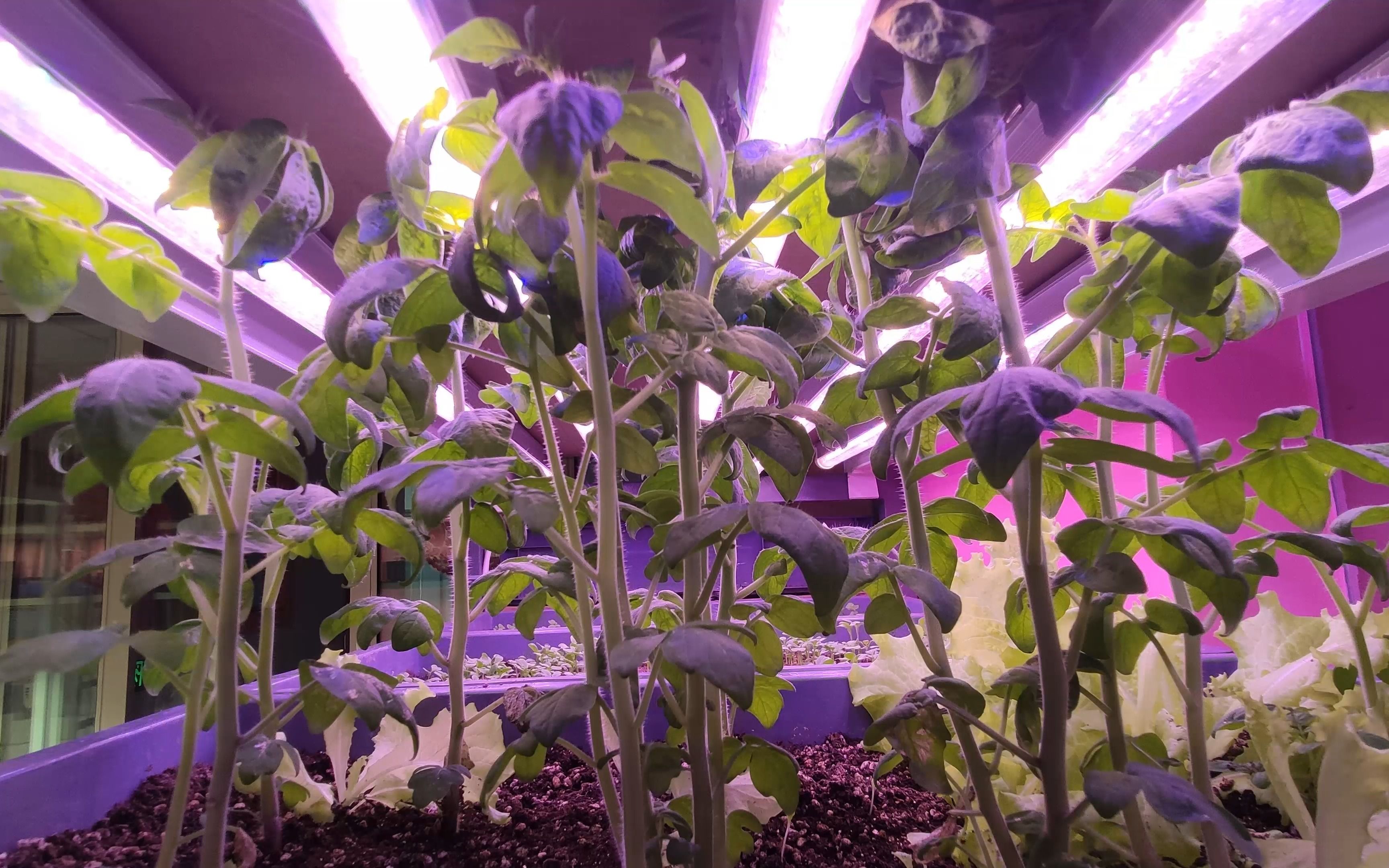 在全光谱led植物补光灯下的西红柿变化之旅