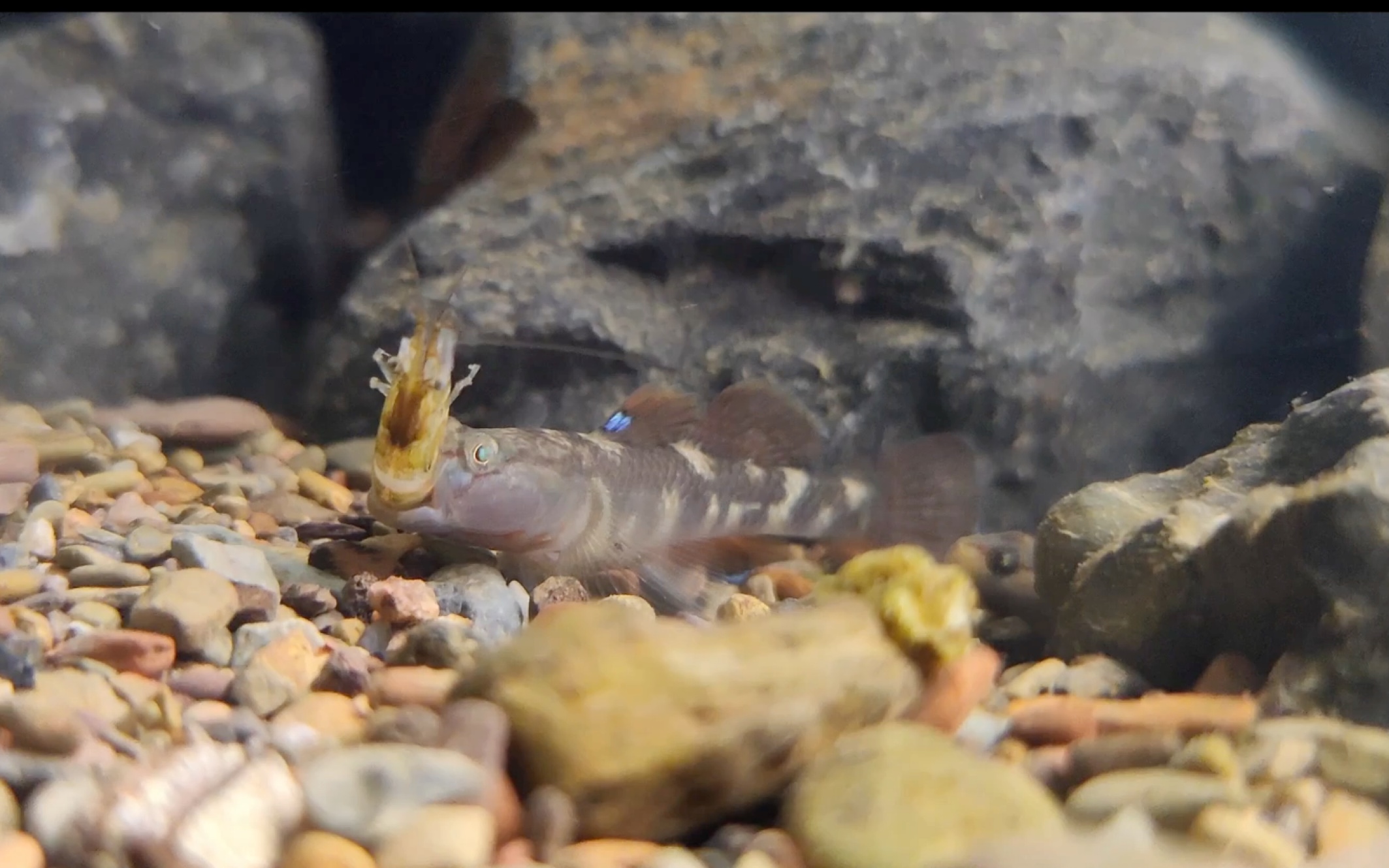 寒假在宿舍自生自灭的李氏吻虾虎