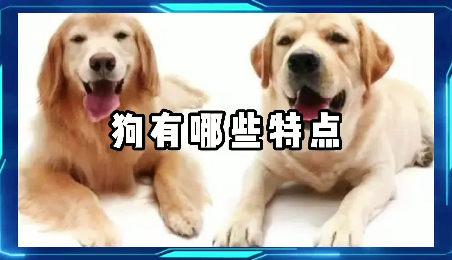 狗有哪些特点哔哩哔哩bilibili