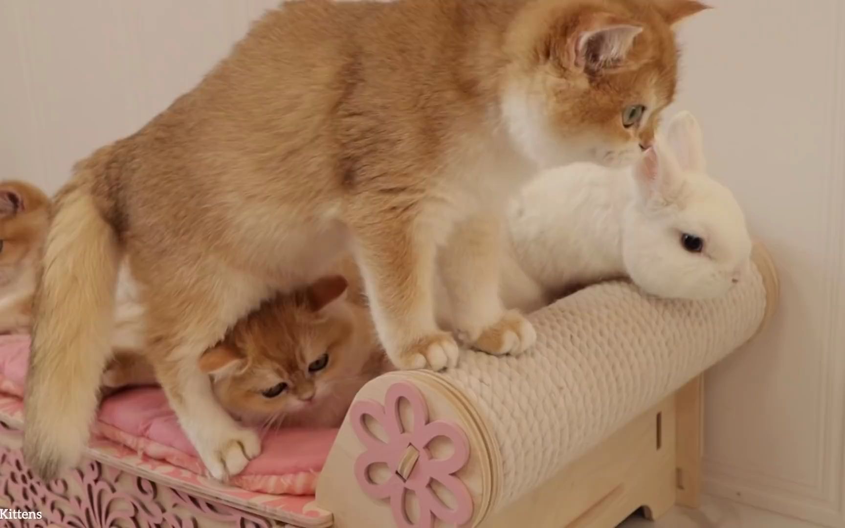 小白兔刚刚进家门就和小猫咪玩到了一起