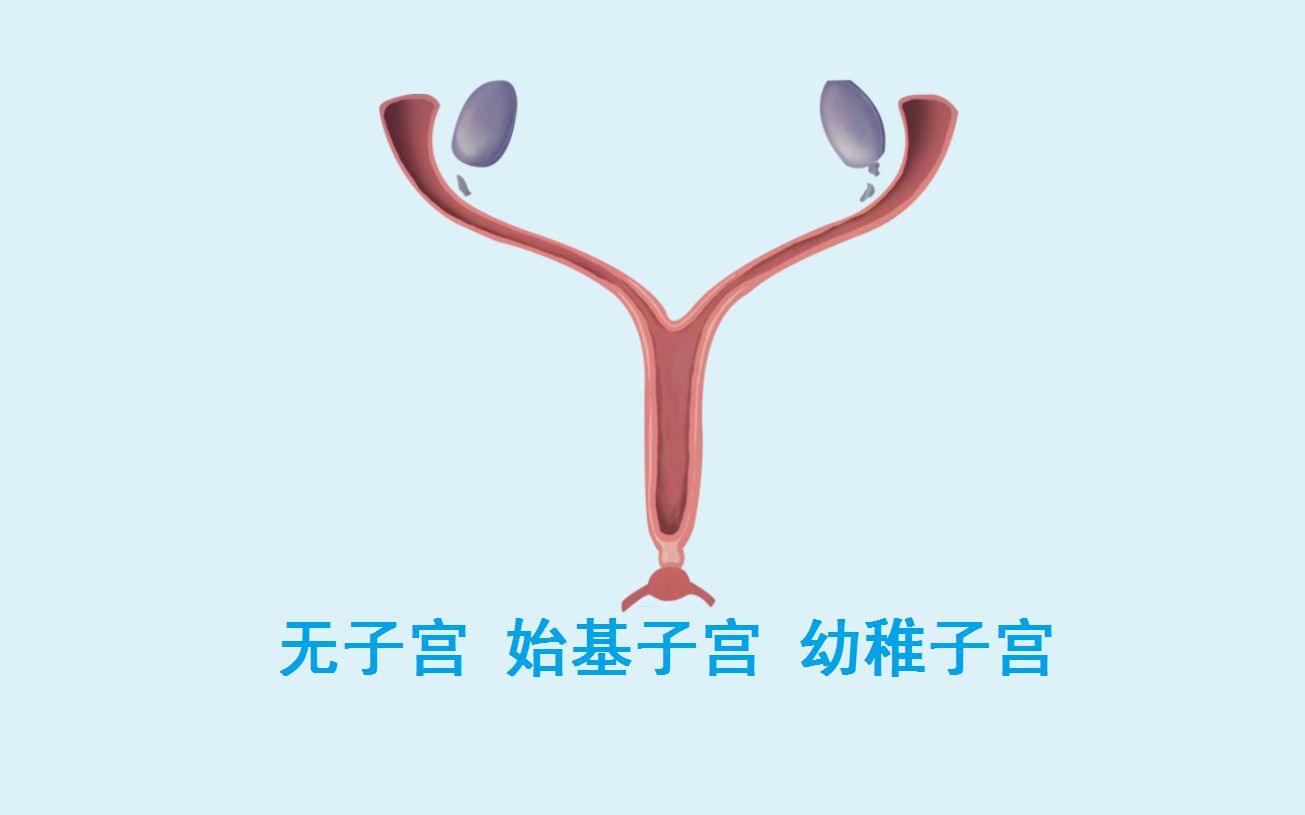 14岁幼稚子宫图片