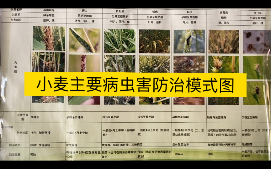 小麦主要病虫害防治模式图|基腐病,蚜虫,白粉病,锈病,黏虫,赤霉病,灰