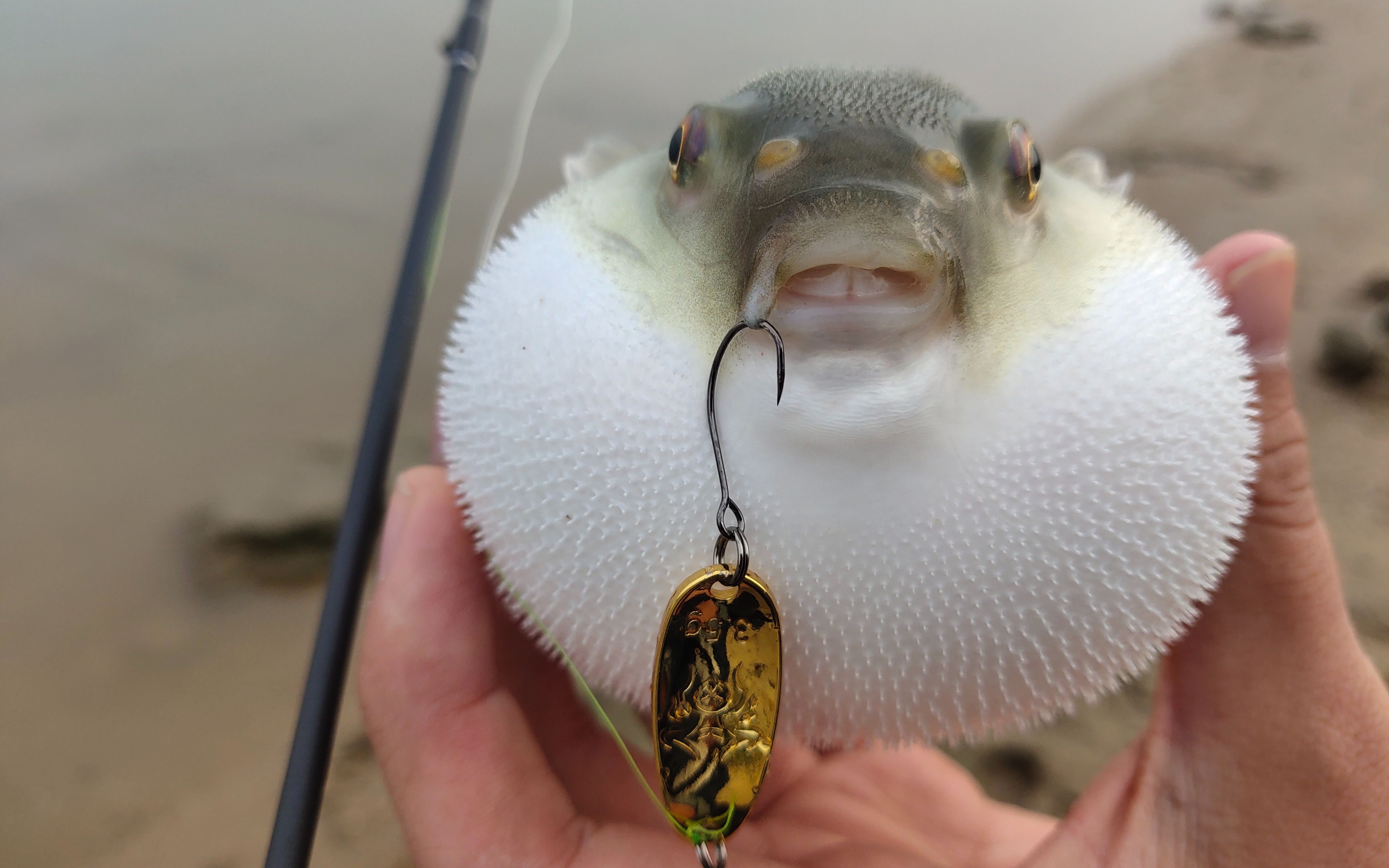 冬天没鱼只能看看小伙游冬泳,顺便钓钓河豚这样子