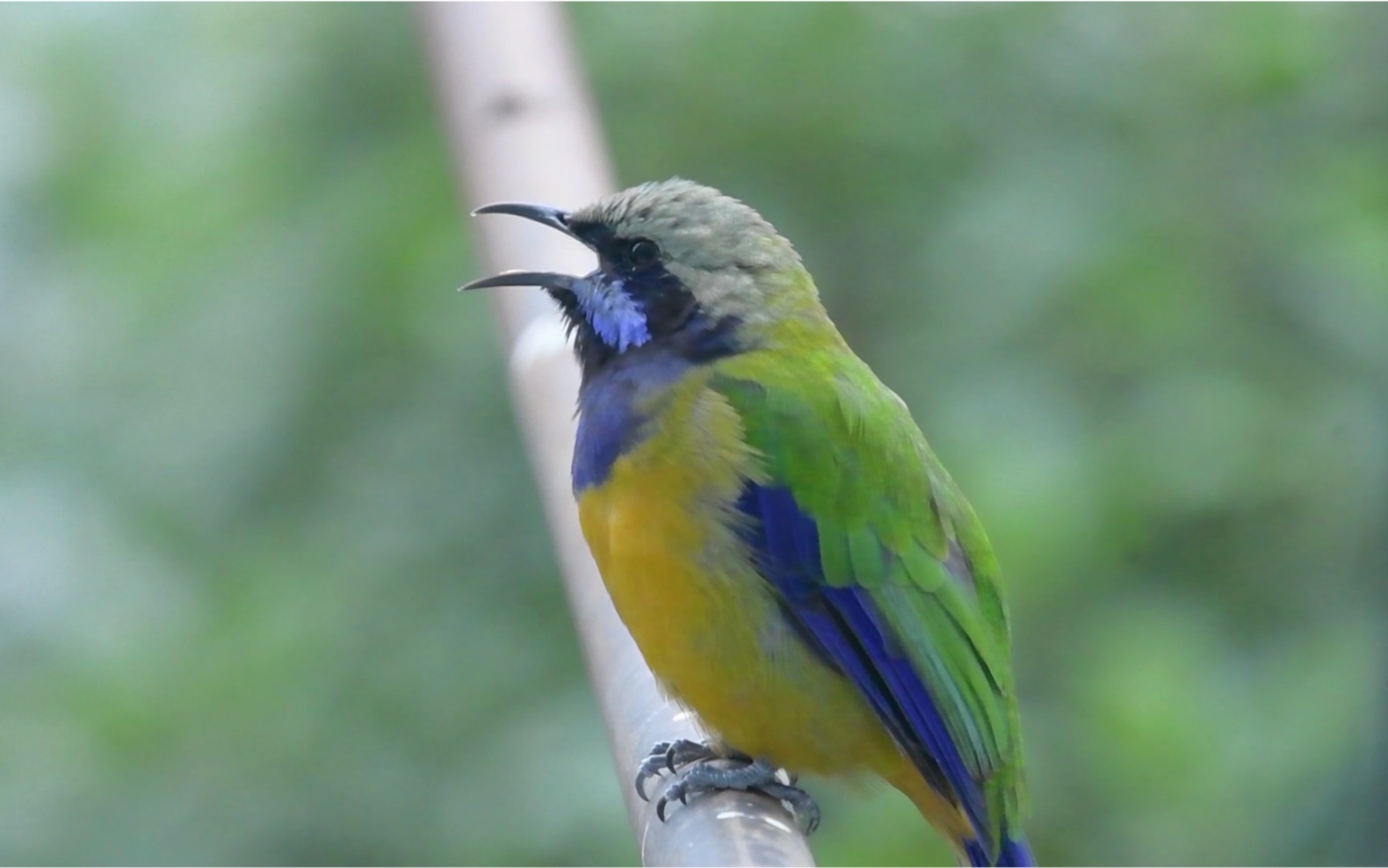 效鸣小绿鸟学乌鸫与鹊鸲叫惟妙惟肖吵闹的单音是鹊鸲的一长串带节奏转