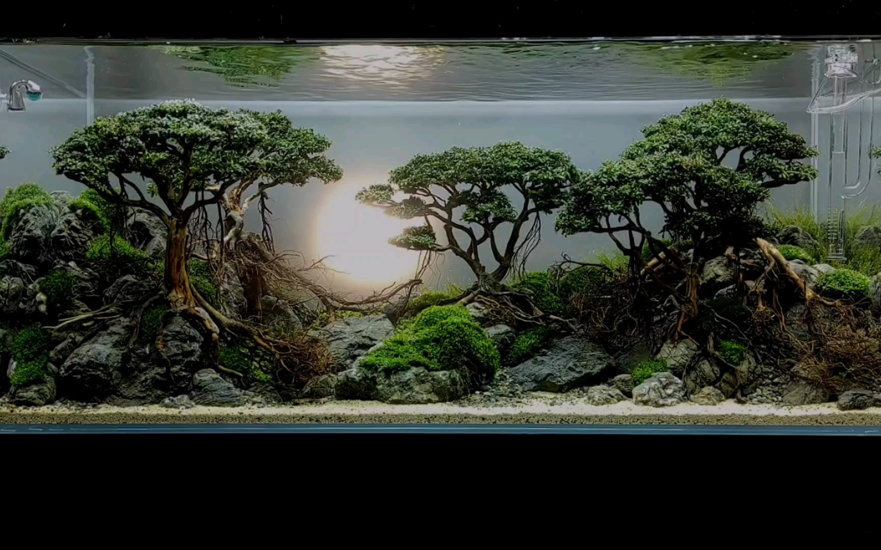 晚霞中的稀树草原景观,特别有感觉的草缸开缸及成景