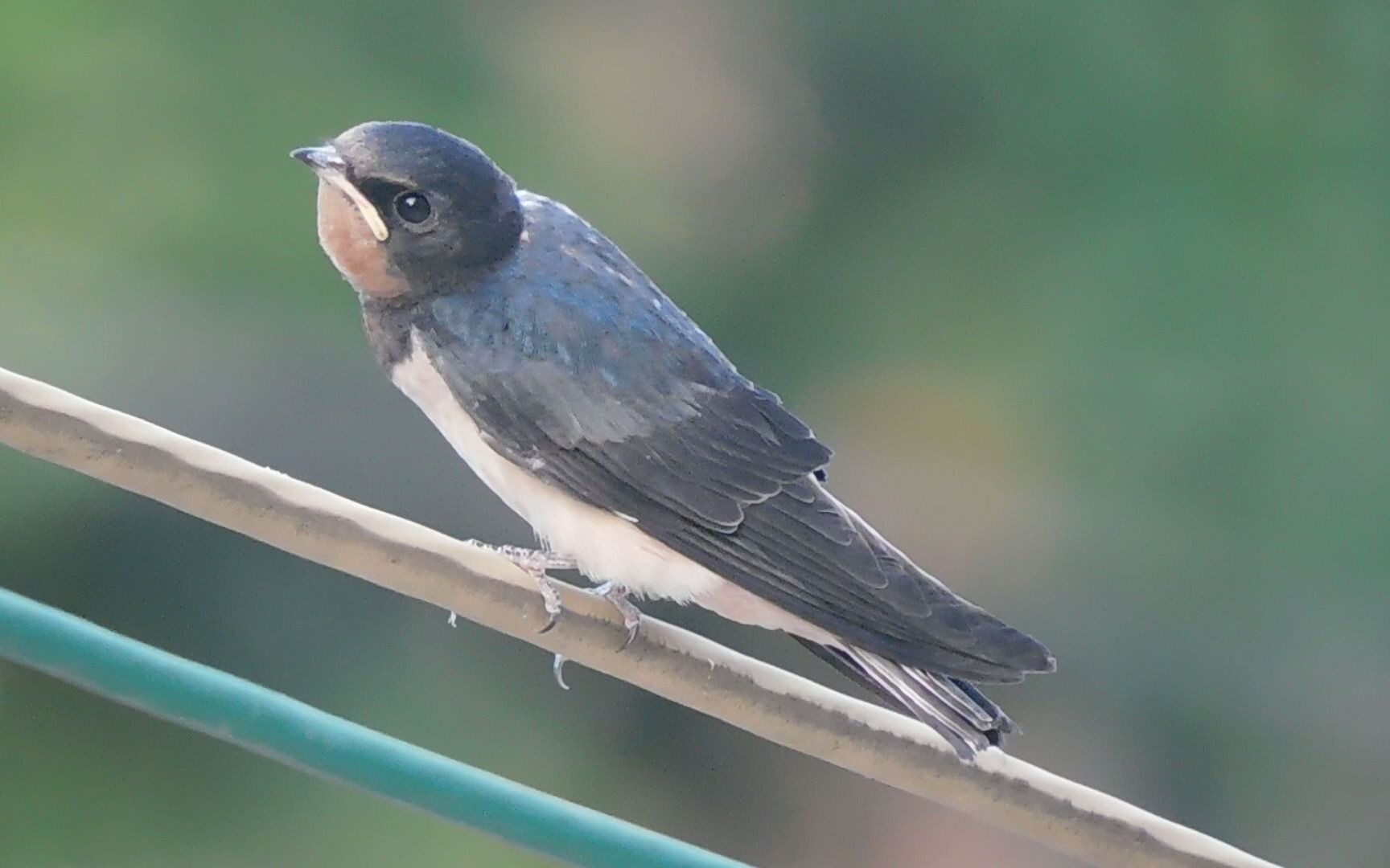 燕子亚成鸟一只