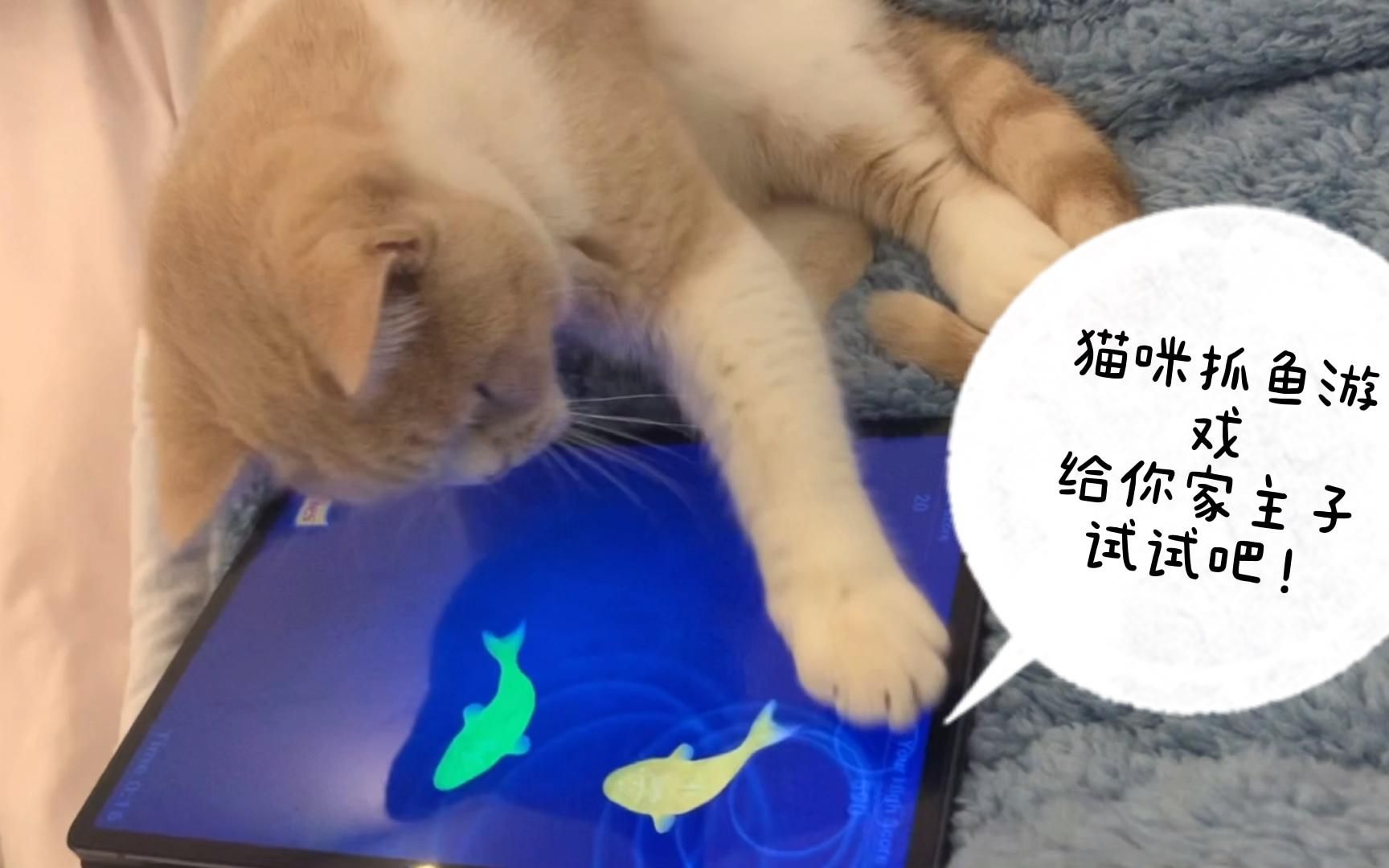 Sign up for a catching fish game will give you a gift_Catching fish game_Cat catching fish game