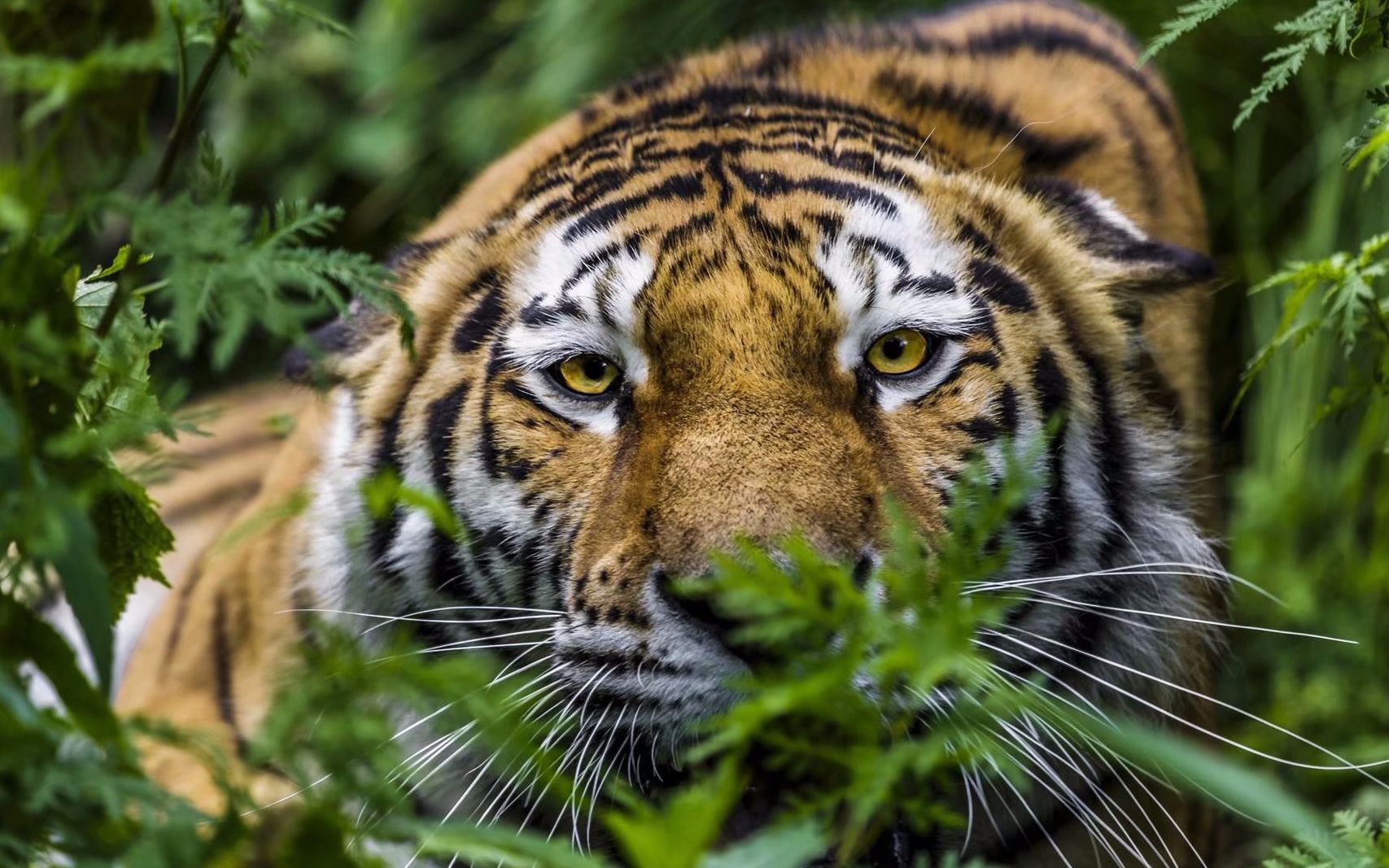 野生雌性东北虎捕杀人类饲养的奶牛全过程