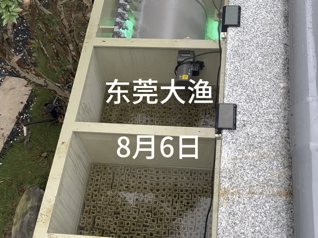 庭院养锦鲤装上我们家的30吨全自动锦鲤过滤一体机水质清澈见底!