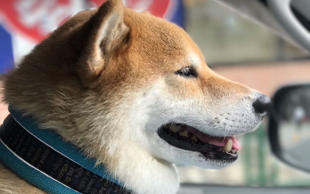 [柴犬maru的日常]不是双下巴是皮毛哟~耙耙不要乱扯惹,会变形的啦╭