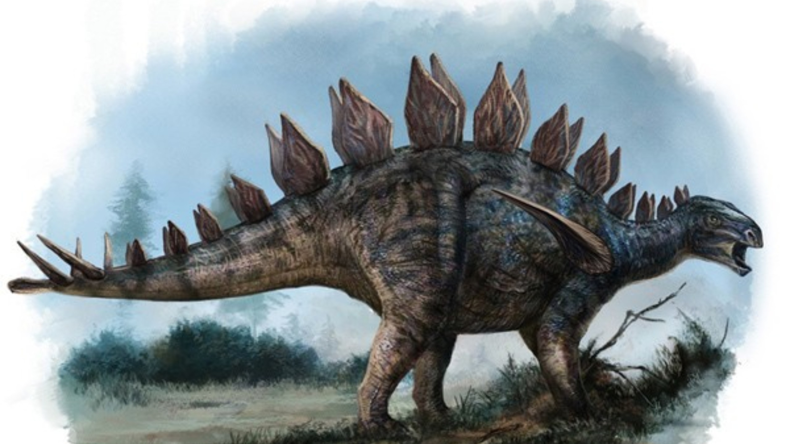 身长近4米,体重1到4吨.是种存活于中侏罗纪中国的剑龙下目恐龙