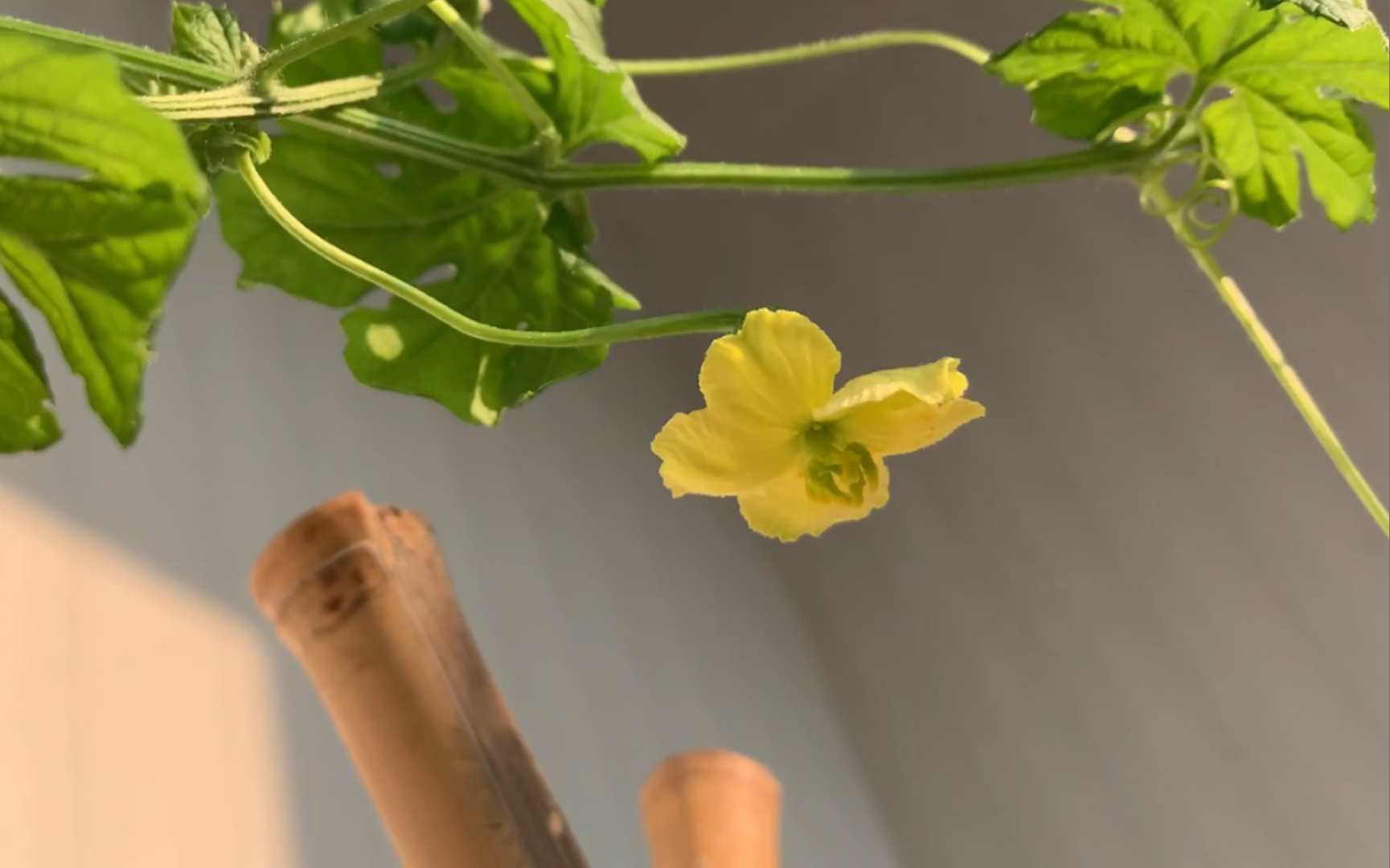 夏日花园#苦瓜开出新一波雌花,追雪竟然被热枯了