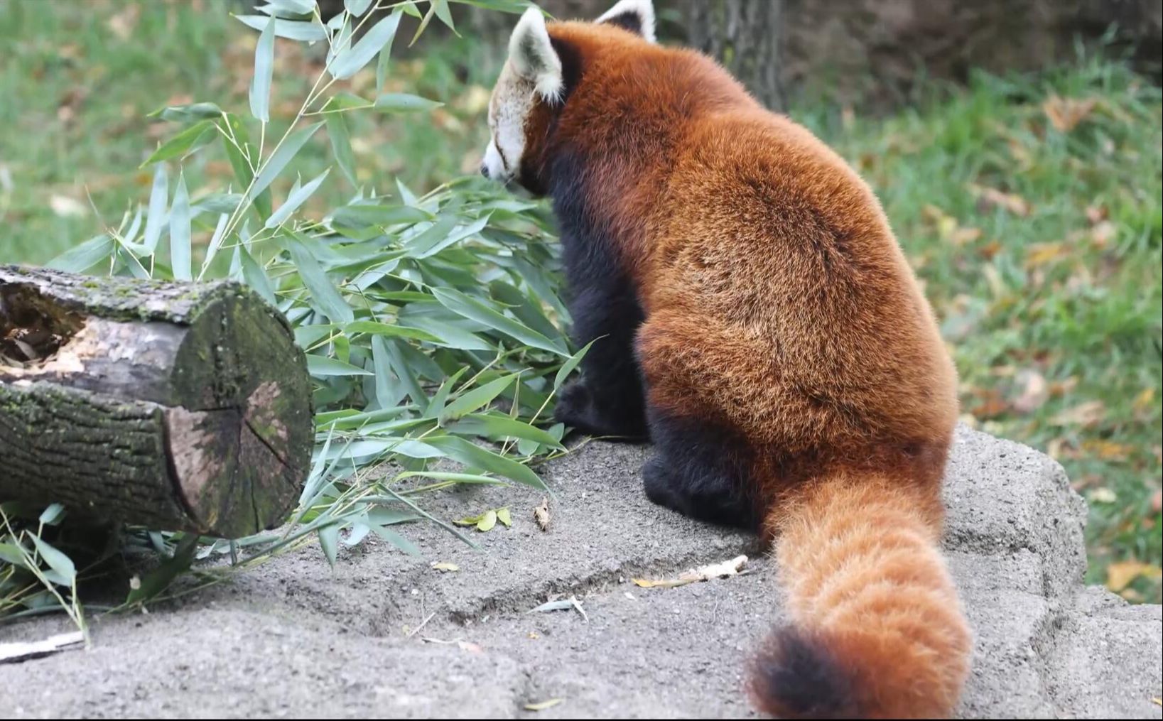 小熊猫进食