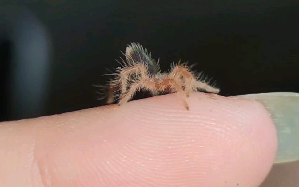 【捕鸟蛛喂食】蛛上手散步和蛛蛛捕食 (终于开食了!