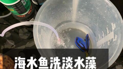 给多莉洗个淡水澡 给海水鱼泡淡水 去除寄生虫 掌握这几点就行 哔哩哔哩