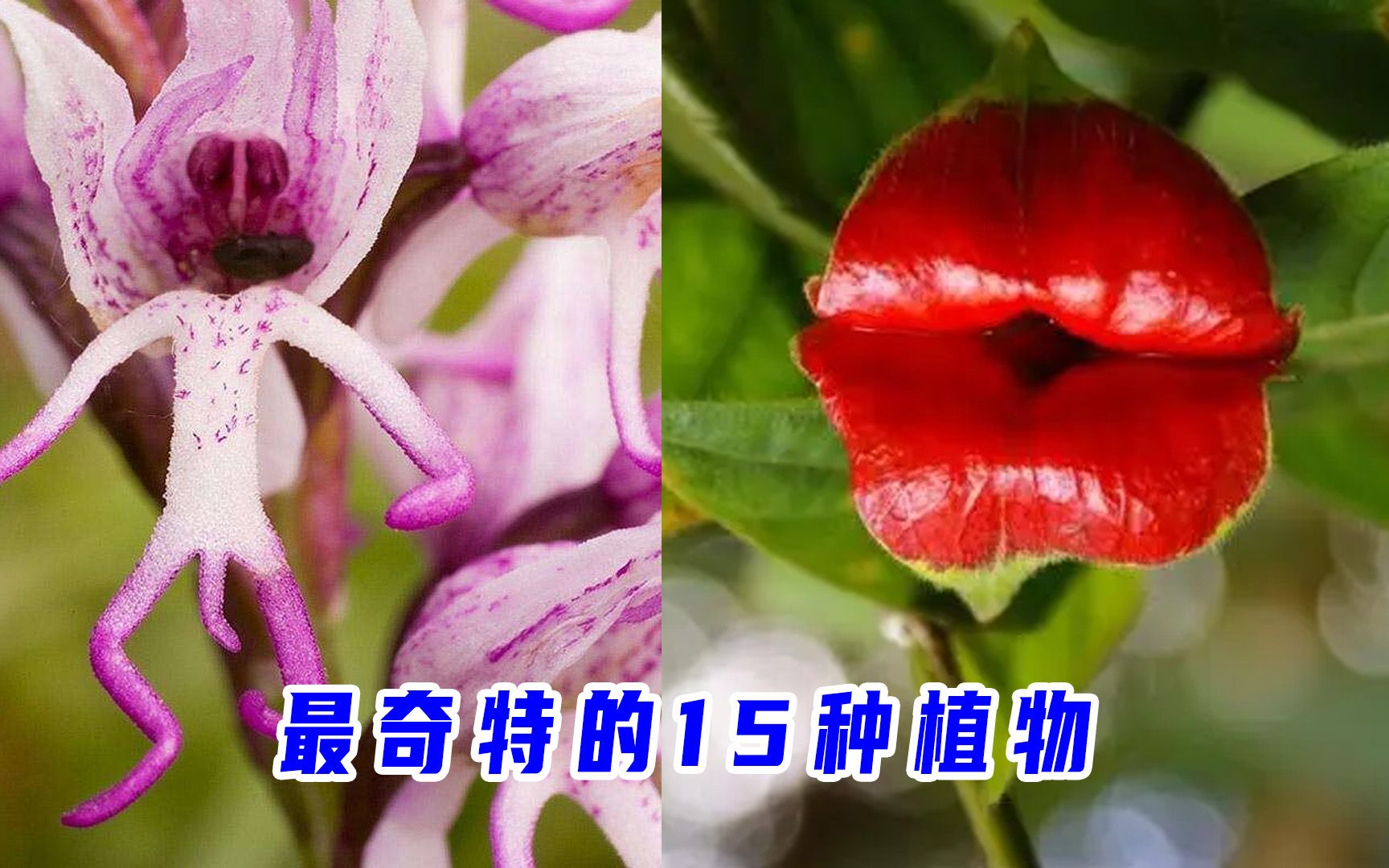 [图]世界上最奇特的15种植物！