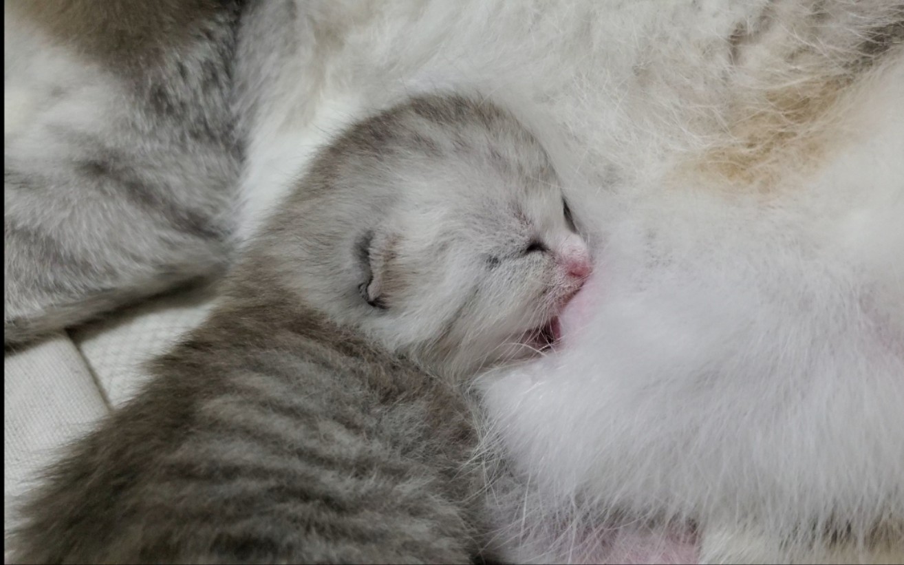 猫刚出生一周的小猫吃奶ing