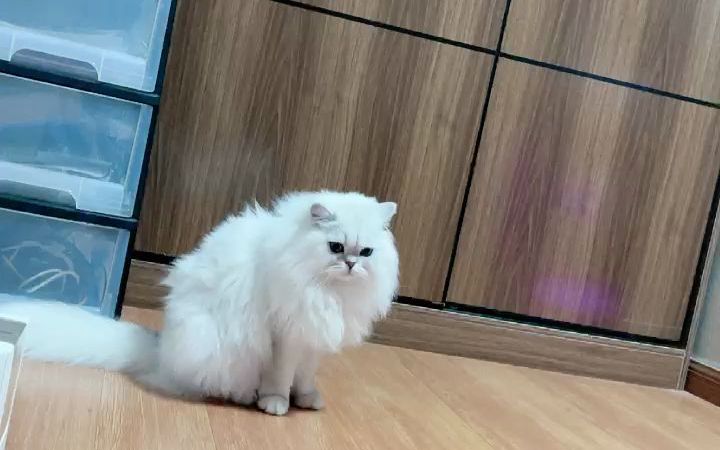 【花少北】花生米生日直播丨2022.01.22_哔哩哔哩_bilibili