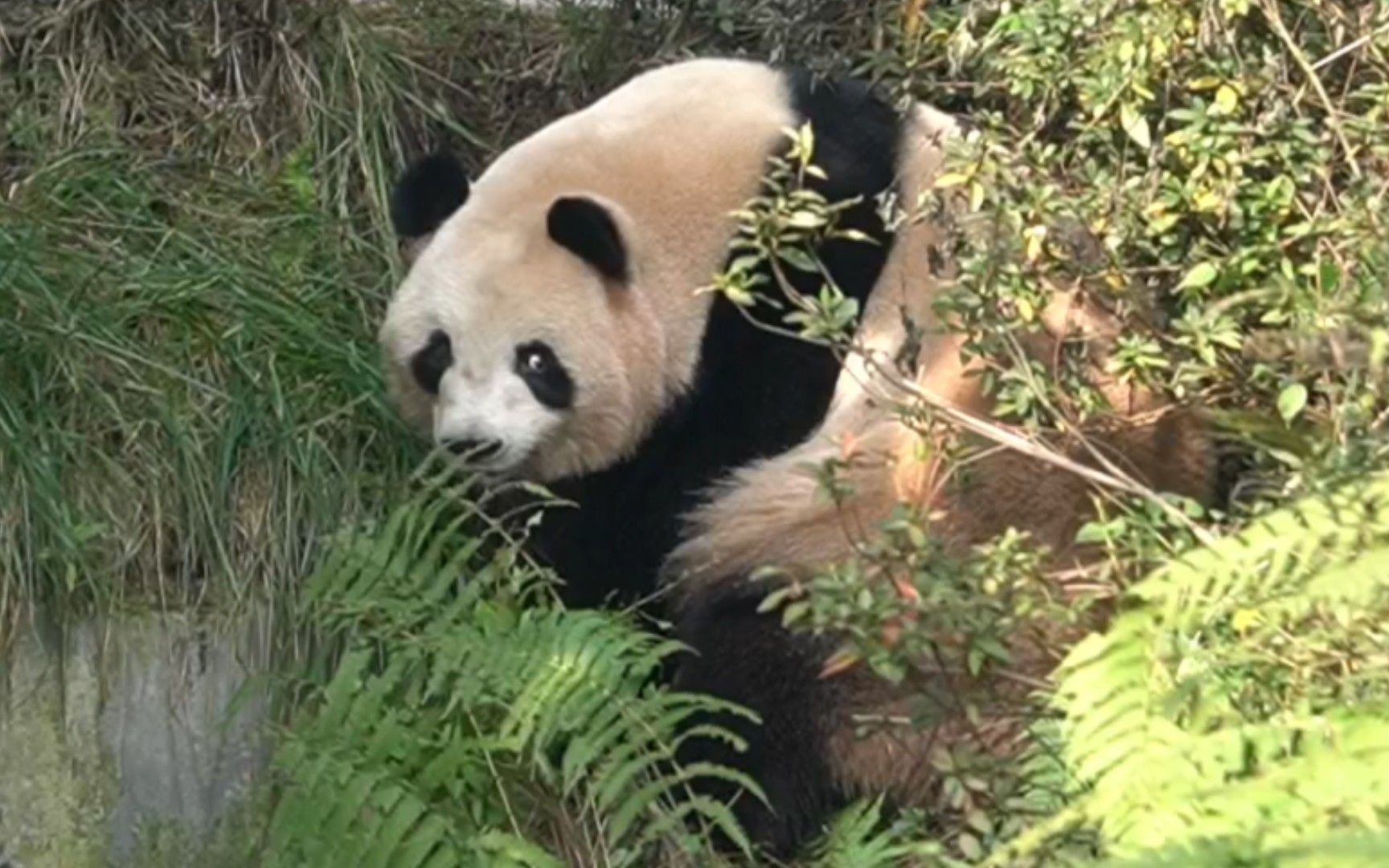 【梅兰肉肉】我们阿肉真是个聪明勇敢的姑娘,现在可以大大方方在外场生产青团啦!奶爸给肉肉捧了一把竹子过来,肉肉回头微微一笑,竹子落地再过来...