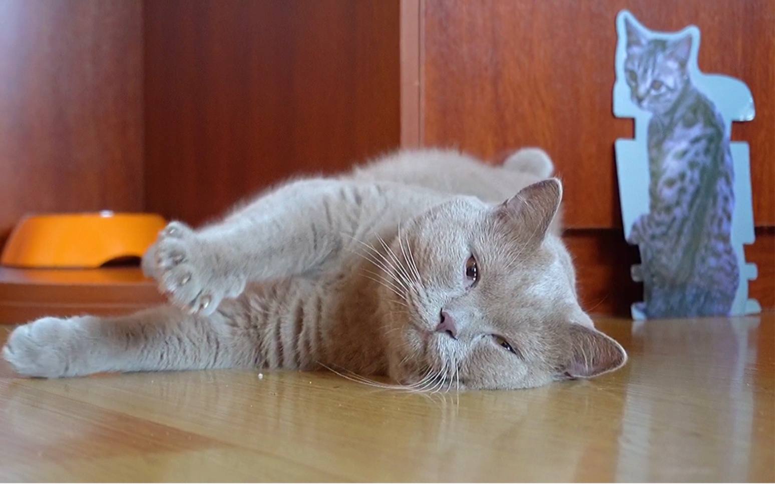 【英短】运动猫