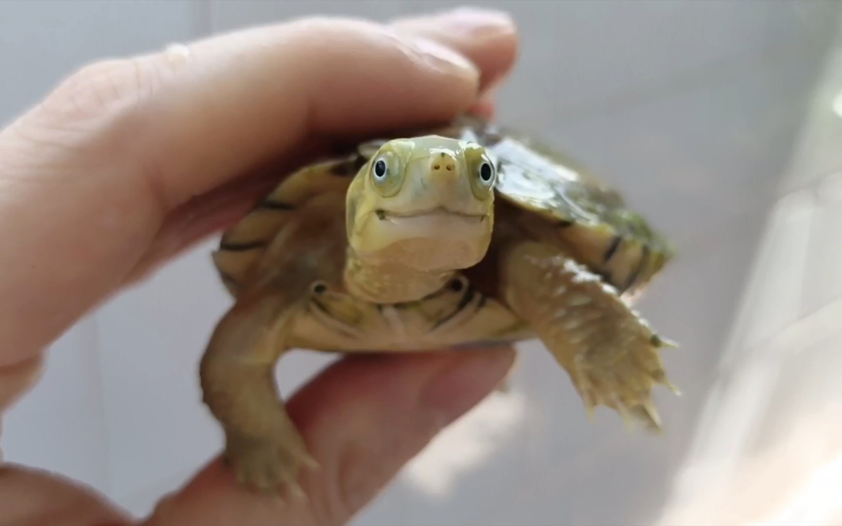 养了4年的黄喉拟水龟这是我见过的最爱笑的小萌龟