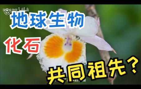 【必修2】6.11生物有共同祖先的证据化石 遗传与进化人教版高中生物学2022新教材新课标新高考理综网课哔哩哔哩bilibili