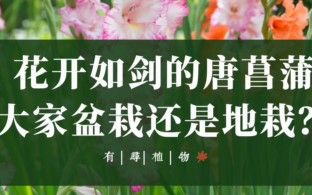 花开如剑的唐菖蒲,大家盆栽还是地栽?哔哩哔哩bilibili