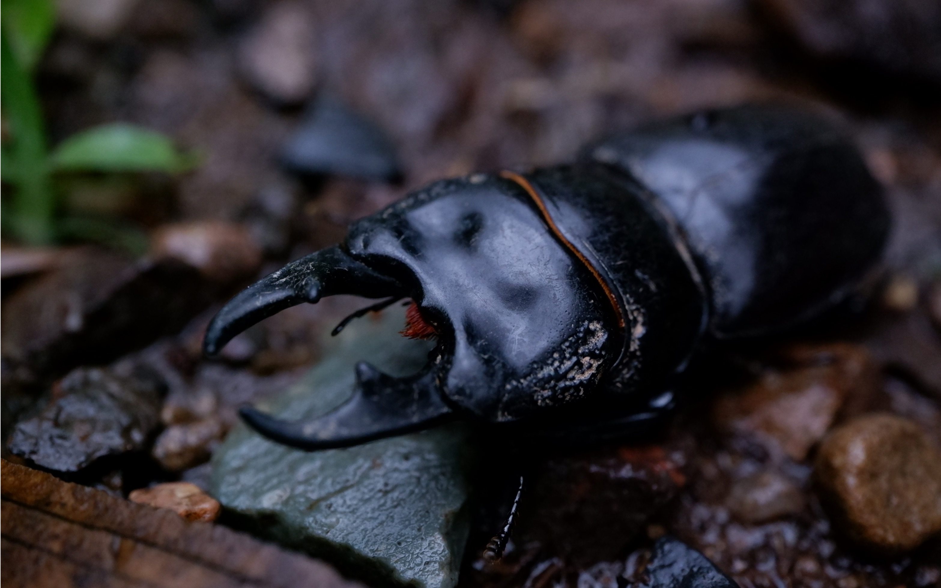 野采遇大雨,灯诱空军了,早晨也没有找到幸运,唯一满足的就是摸到了