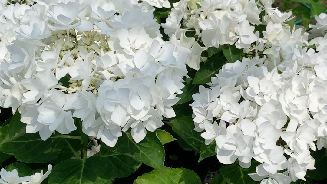 绣球花:可可小姐