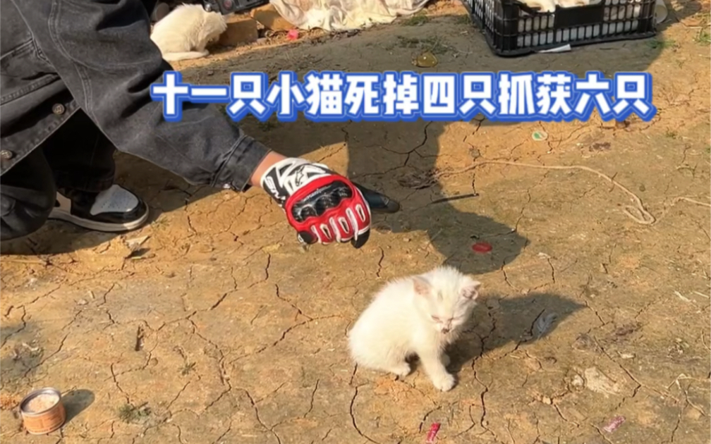 [图]正在给小猫做体检中！