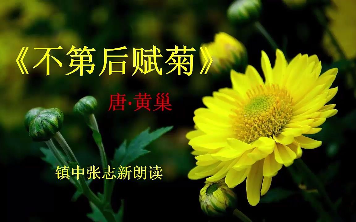 《不第后赋菊》黄巢 小学生必背古诗词 镇中张志新朗读