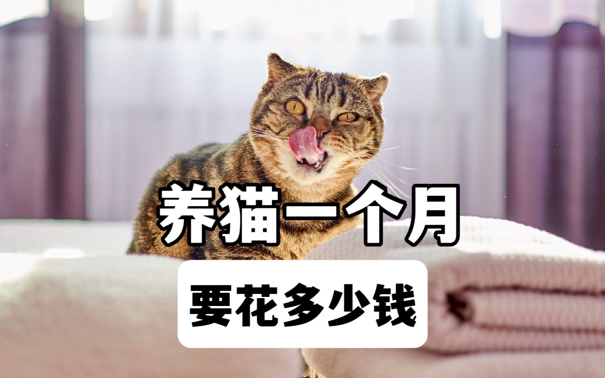 养一只猫,一个月得花多少钱?哔哩哔哩bilibili